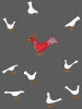 the most beautiful bird